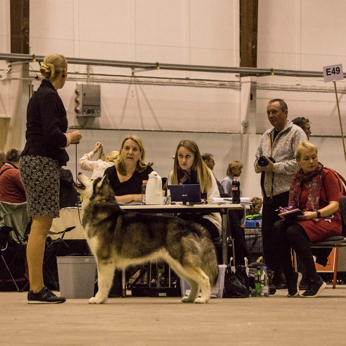 DKK Herning 2016