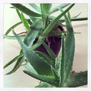 aloeveranewplants