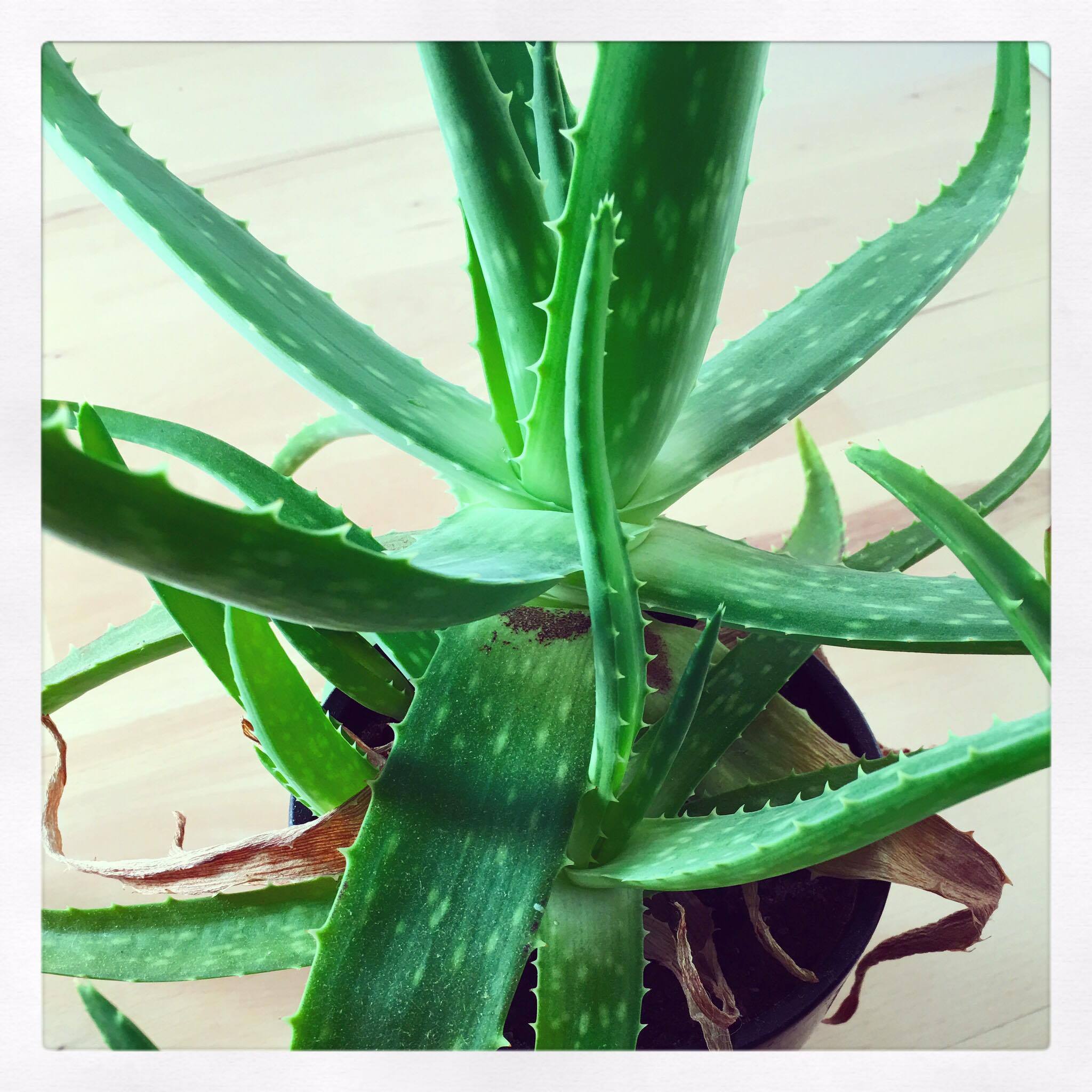 Grønne baby Aloe Vera planter