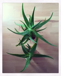 aloeveraplants